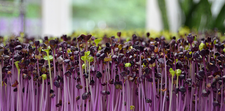 how to grow microgreens