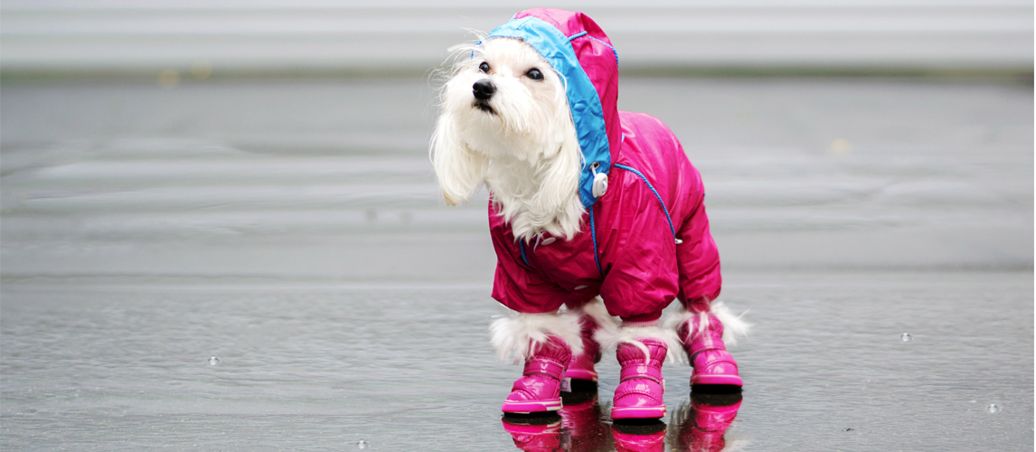 mihachi dog socks