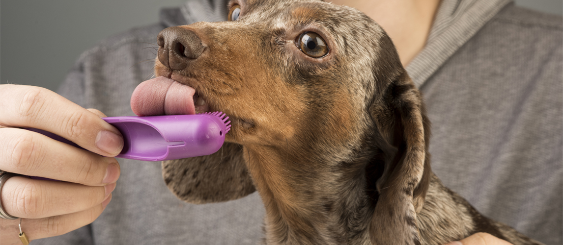 Best Toothbrushes For Dogs In 2022 [Buying Guide] Gear Hungry