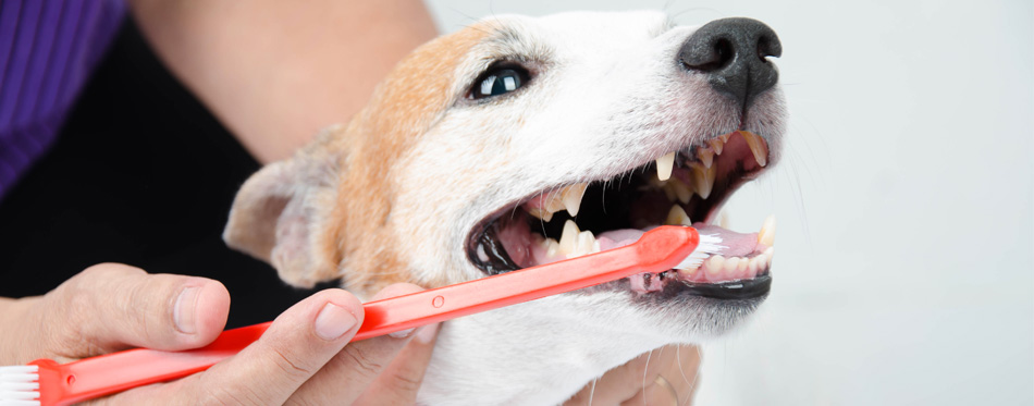 dog toothbrush