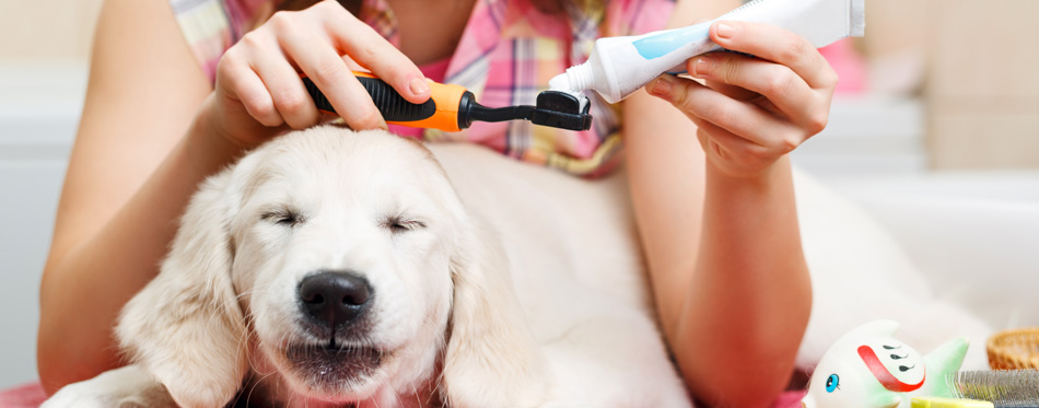 toothbrush for dogs