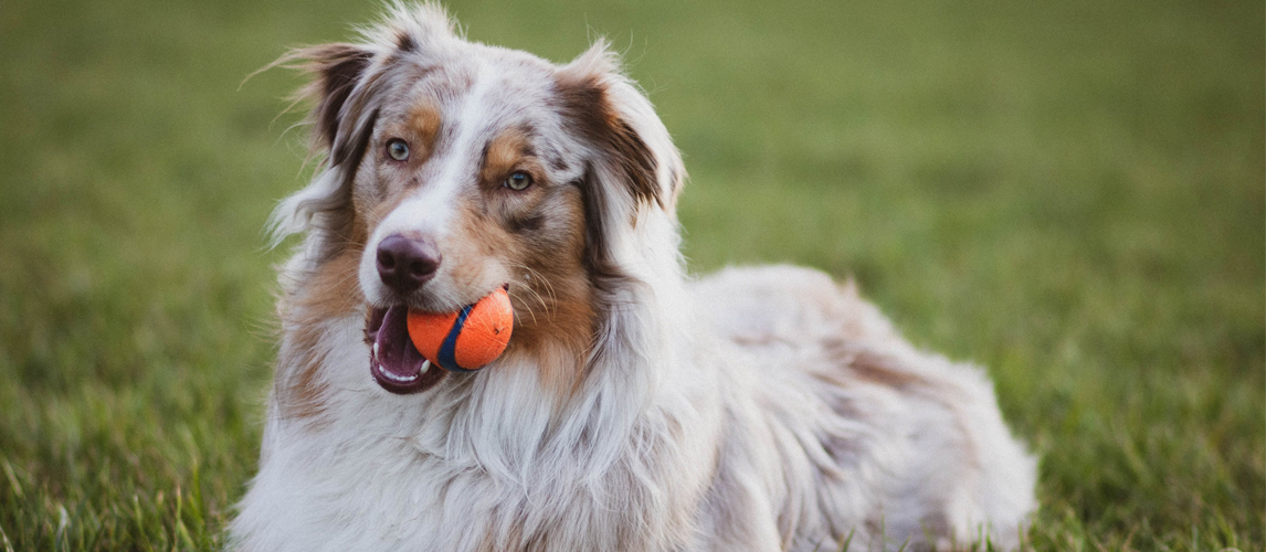 best dog balls