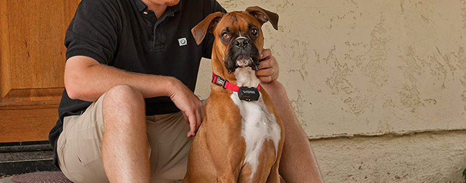 Best dog bark collar