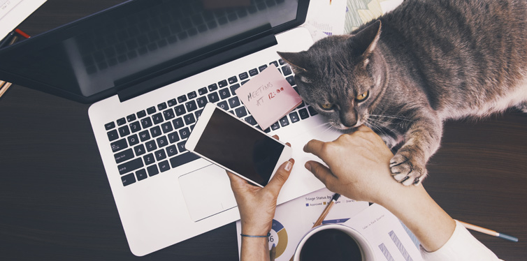 bring your pet to work