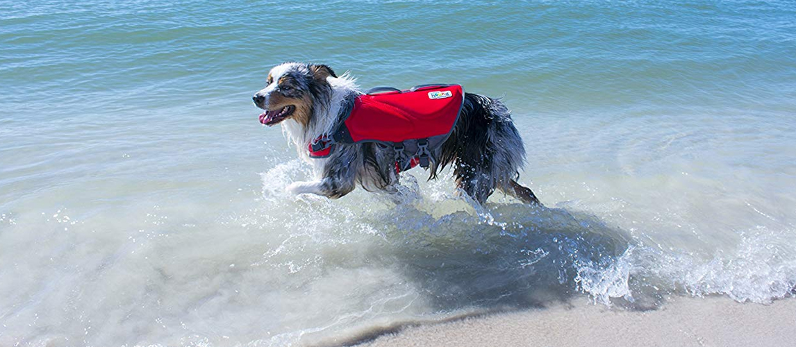 Best Dog Life Jackets In 2022 [Buying Guide] Gear Hungry