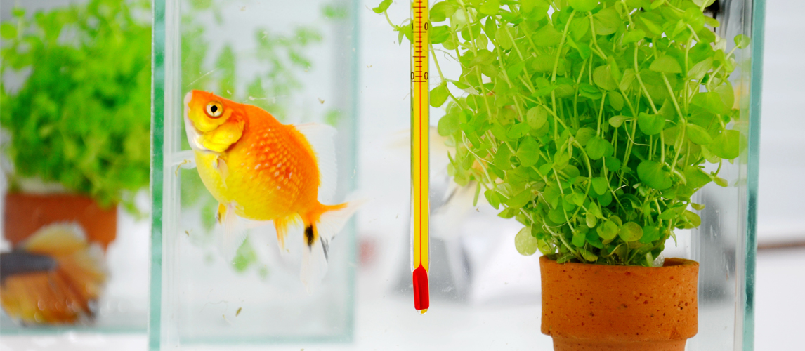 Best aquarium thermometer