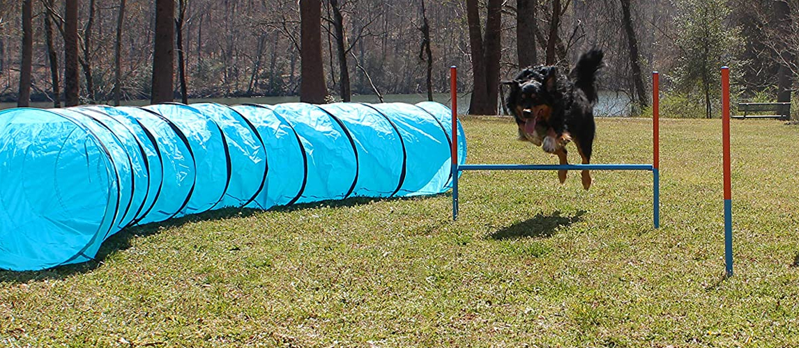 10 Best Dog Agility Tunnels In 2020 [Buying Guide] – Gear Hungry
