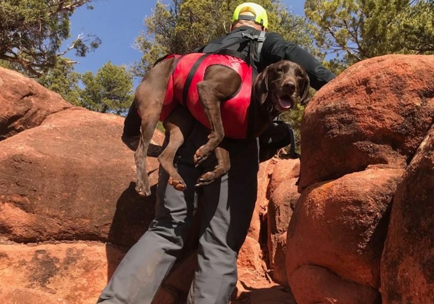 emergency dog carry harness