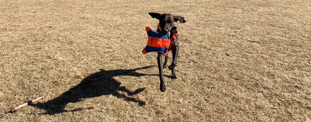 A dog plays with a Chuckit Flying Squirrel