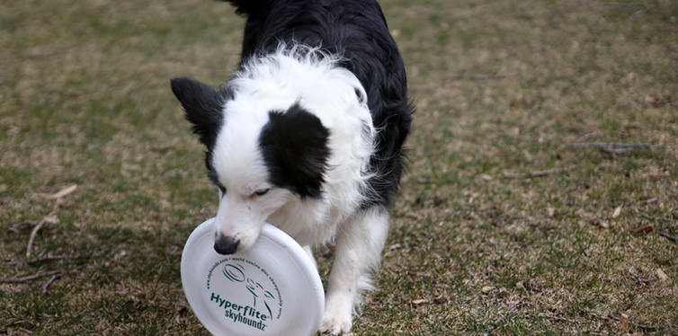 Callie, a state champion dog, with a hyperflite skyhoundz disc