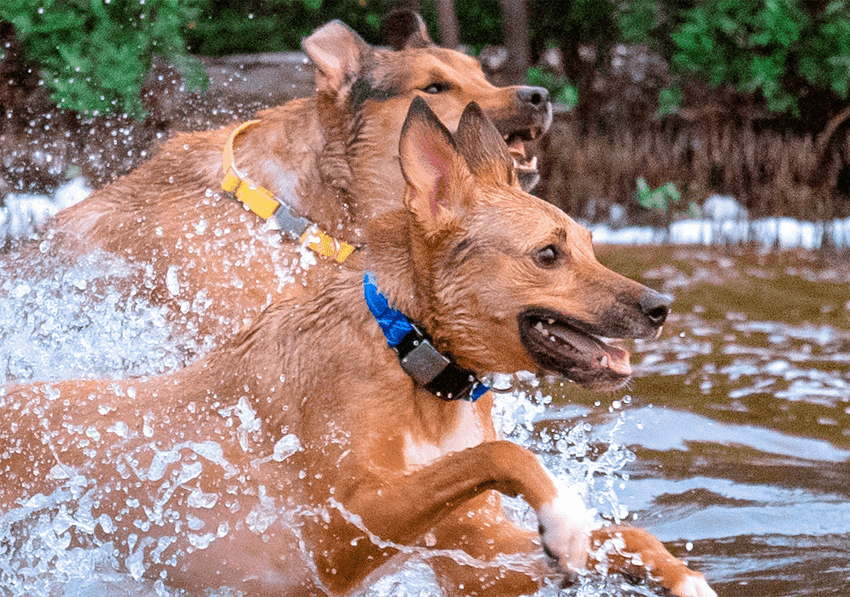 fi smart collar - activity- sleep tracker