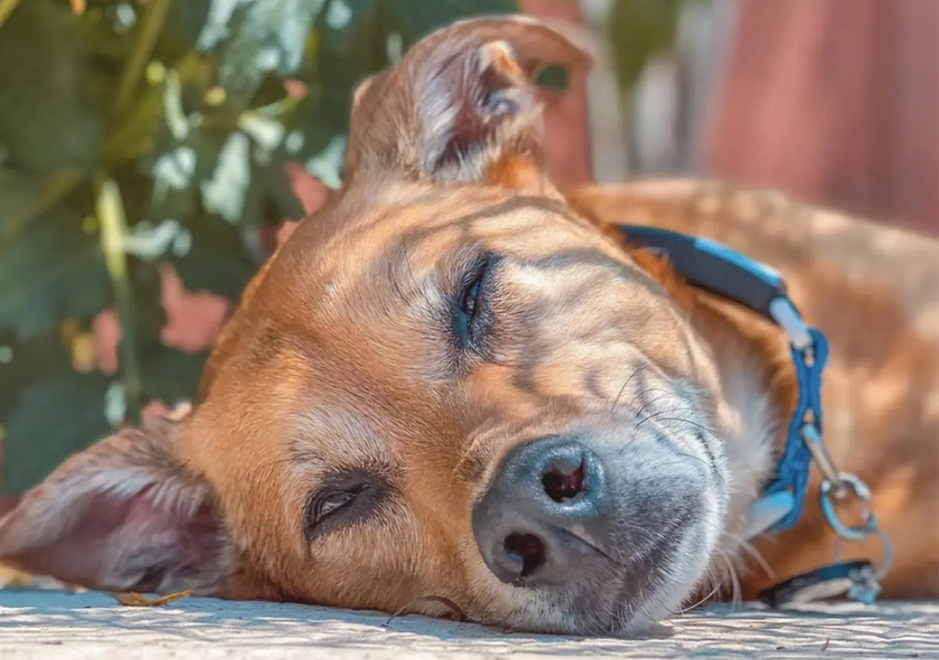 try fi smart dog collar - sleep tracker app