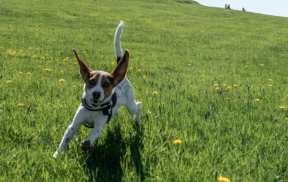 dog on grass