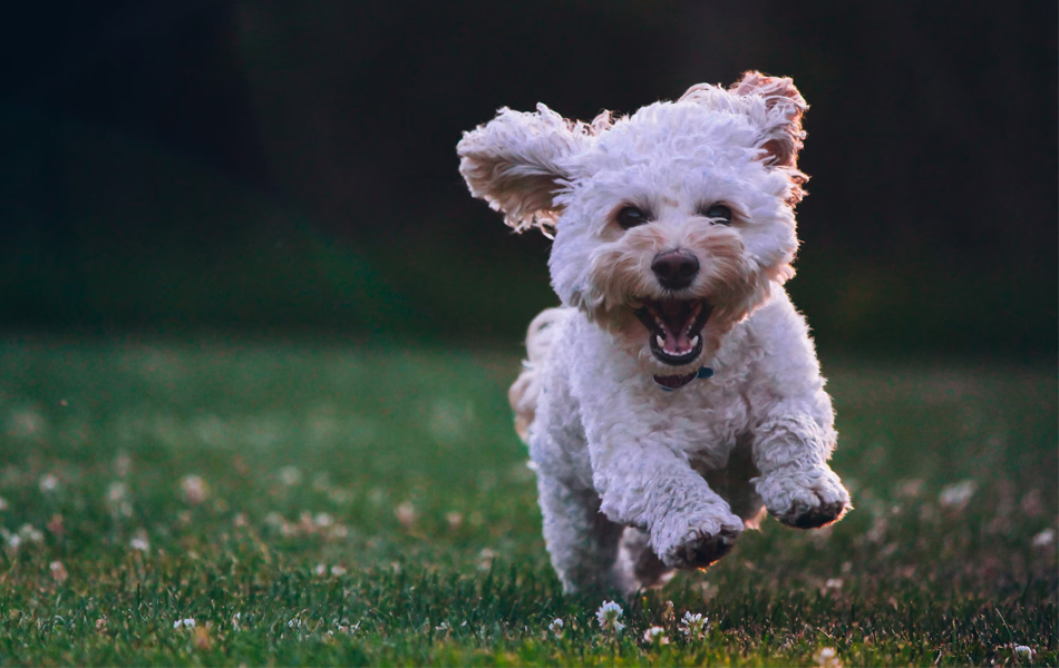 happy dog