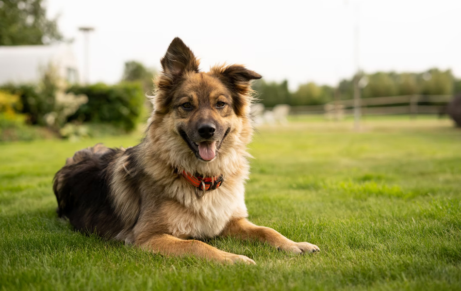 one year old brown dog