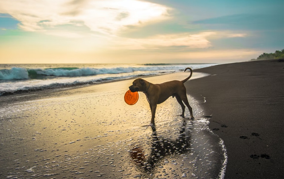 dog with a frisbee
