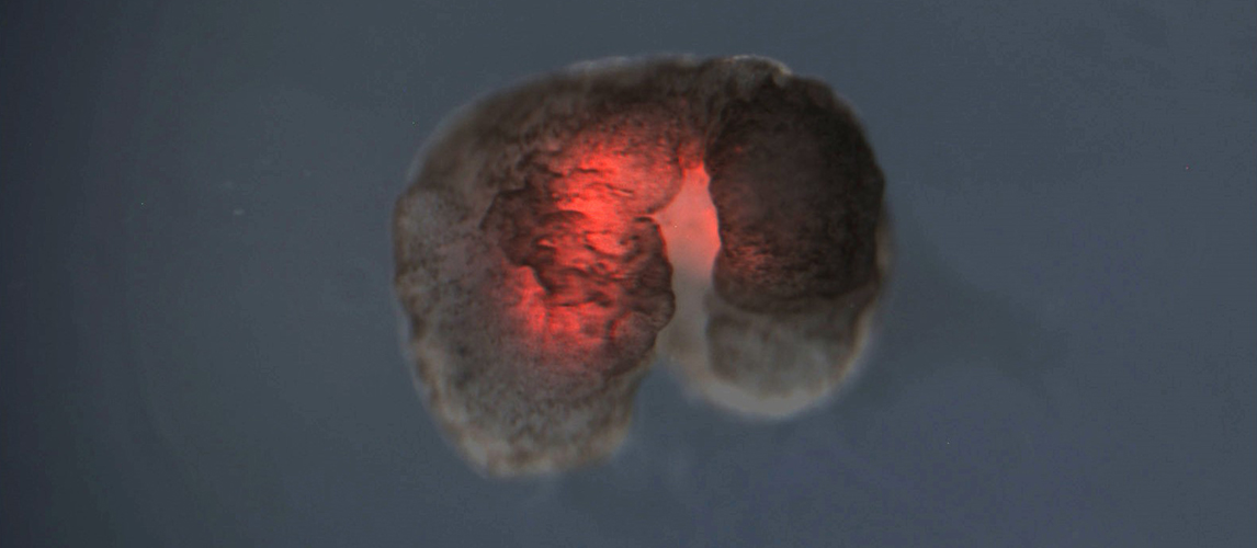 ‘Living’ Robots Can Now Reproduce (Not Kidding). Is This The SciFi