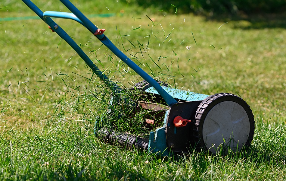 lawn mowing with a manual drum