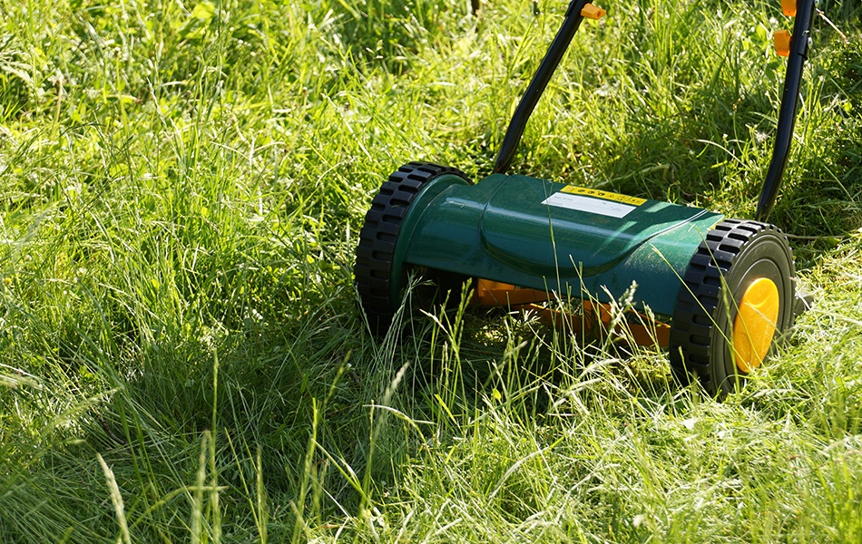 reel mower in action