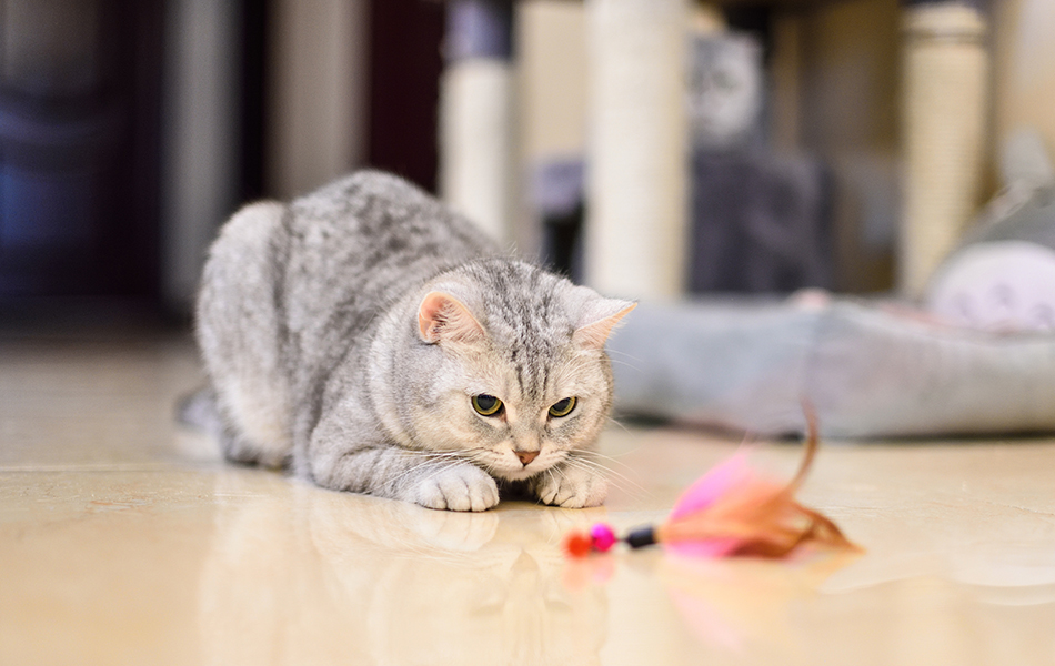 cat plays with a cat feather toy