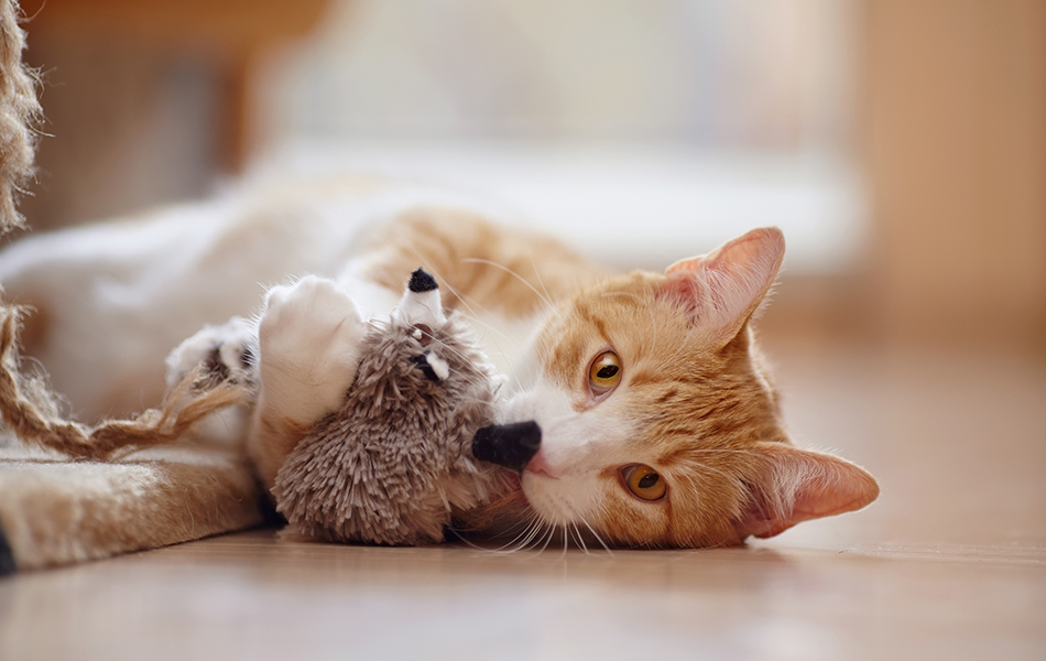 cat toy