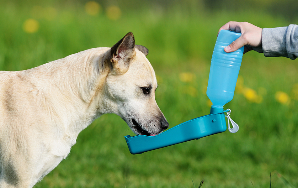 dog water bottle 1