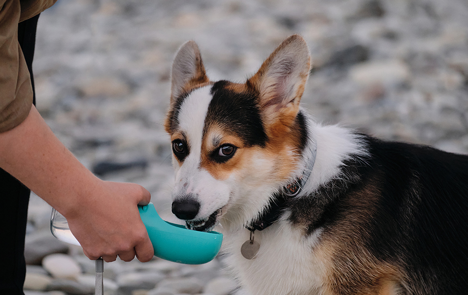 dog water bottle