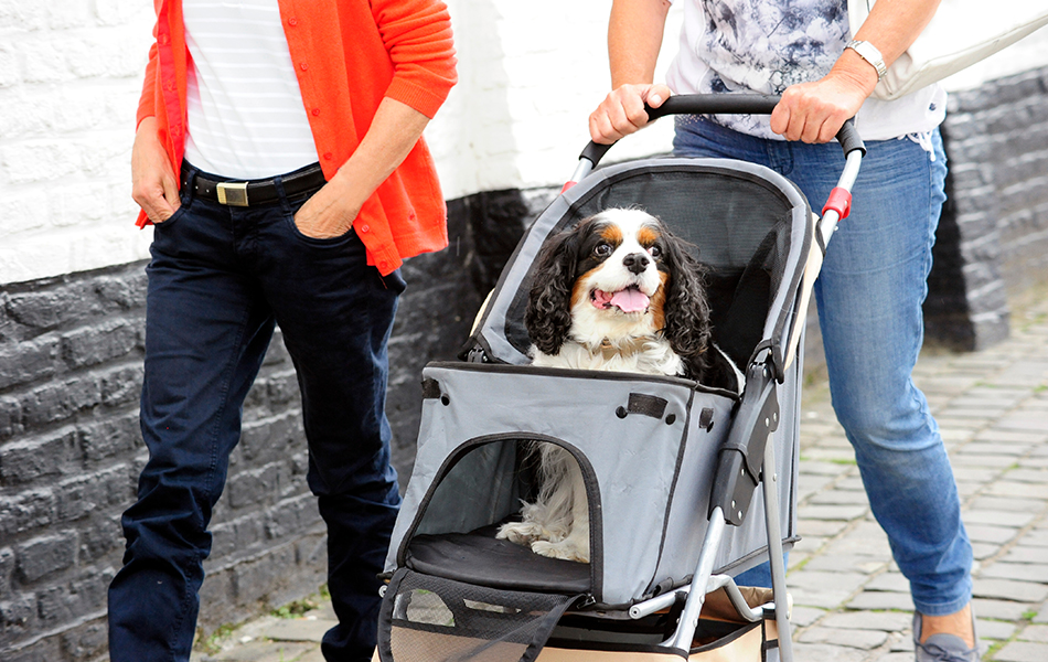 pet stroller