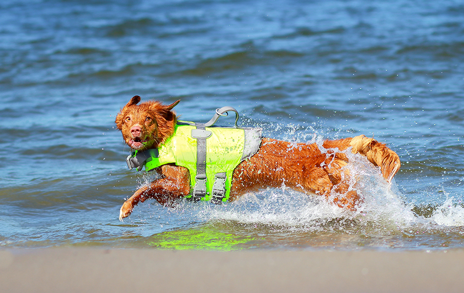 dog life jacket