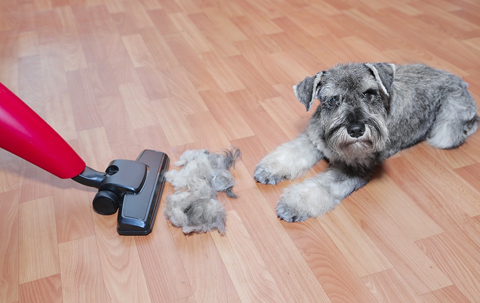 vacuums for pet hair