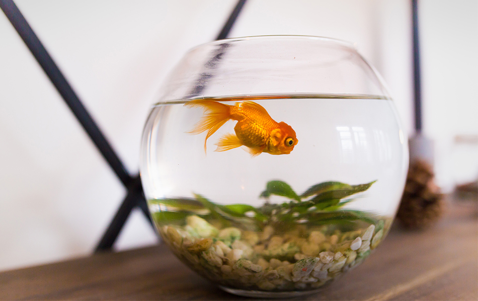 goldfish tank