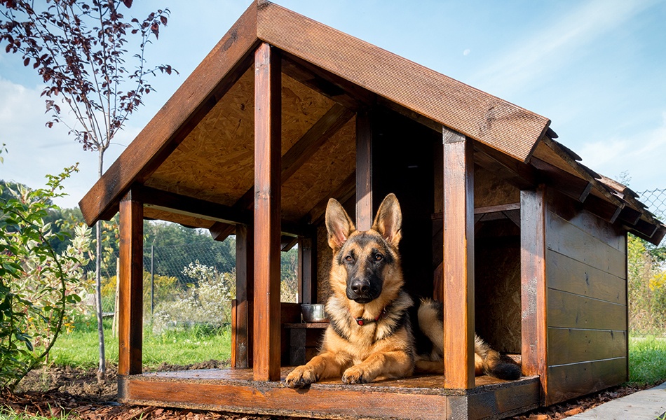 outdoor dog house