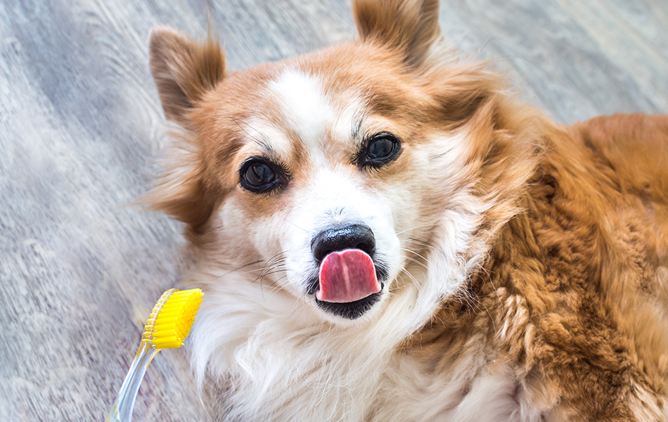 toothpastes for dogs