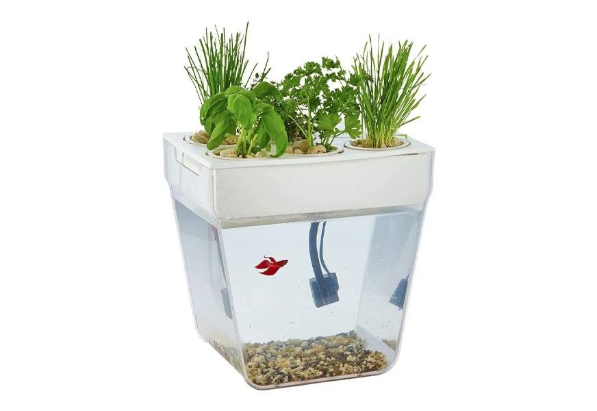 back to the roots regular water garden