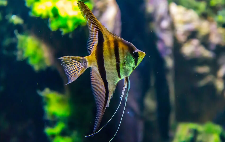 fish in aquarium