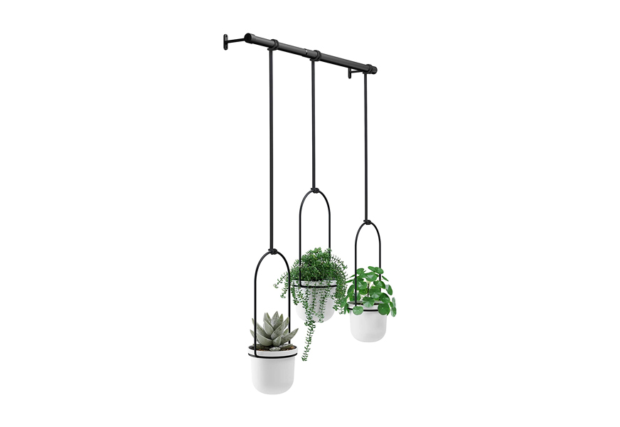 umbra triflora hanging planter