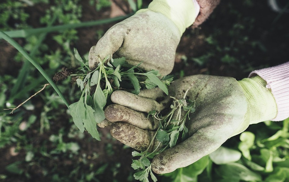 working in the garden using gardening gloves