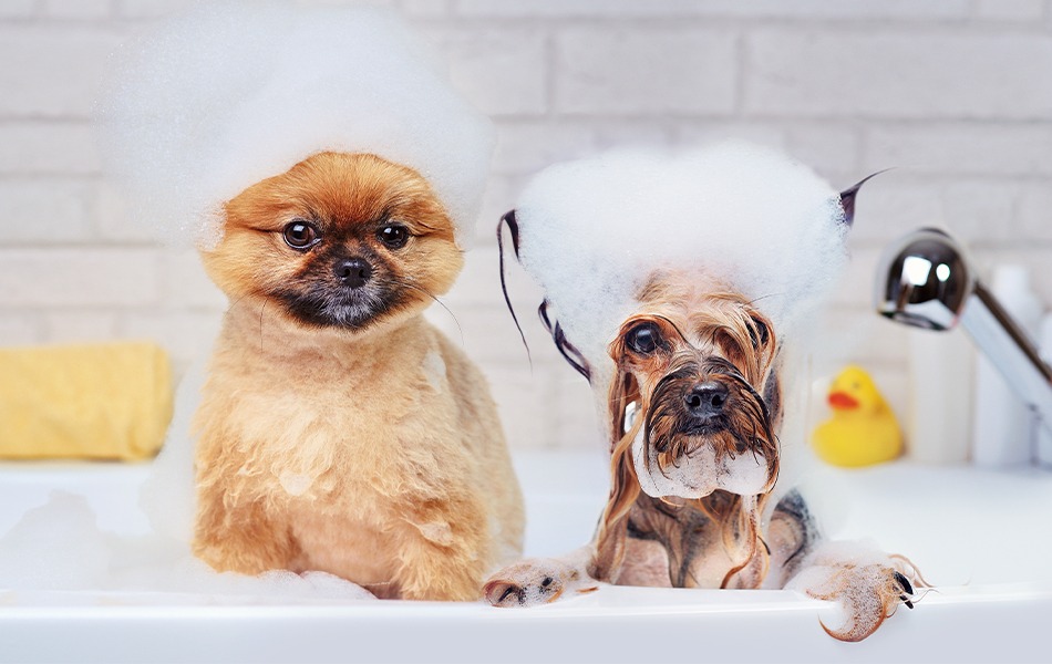 bathing two dogs with dog shampoo