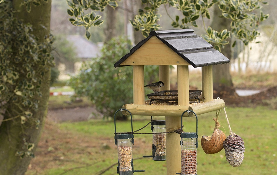 bird feeder