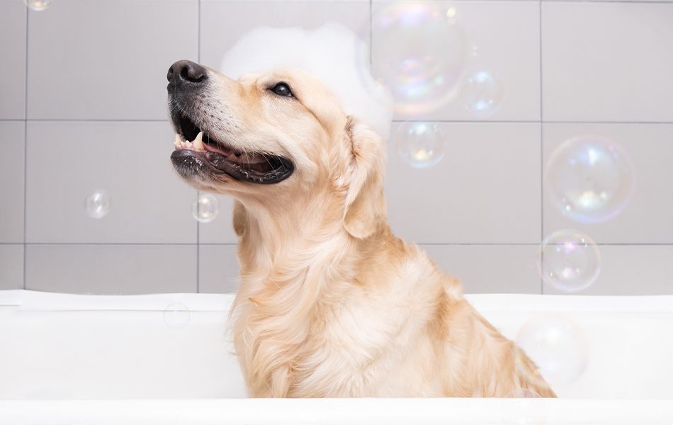 grooming dog with dog shampoo