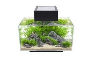 best betta fish tank