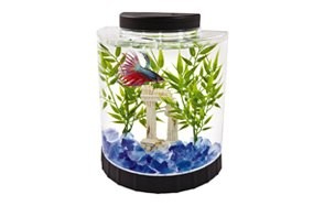 best betta fish tank