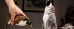 brewdog: the end of history