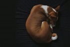 fi smart collar - sleep tracker