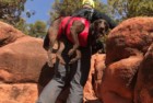 fido pro airlift emergency dog-carrying harness