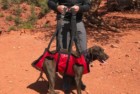 fido pro airlift emergency dog-carrying harness