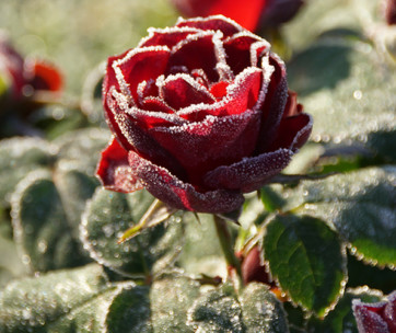 how to winterize your plants