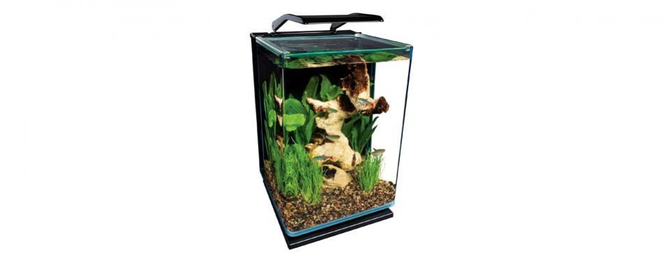 10 best betta fish