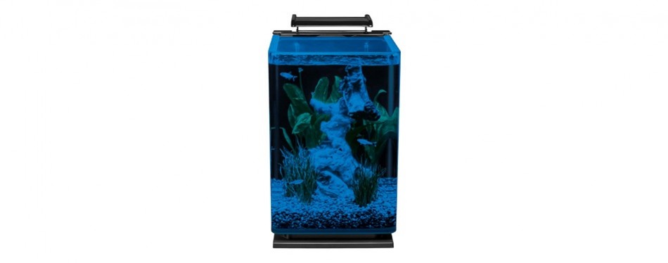 10 best betta fish