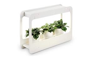 torchstar plant grow herb garden